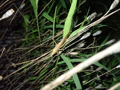 Euconocephalus varius