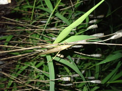 Euconocephalus varius