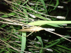 Euconocephalus varius