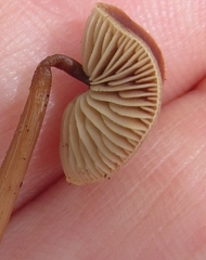 Gymnopus fuscopurpureus