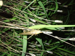 Euconocephalus varius