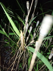 Euconocephalus varius