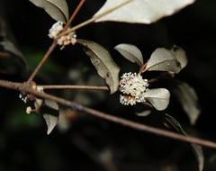 Croton noronhae