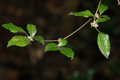 Croton noronhae