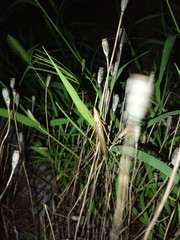 Euconocephalus varius