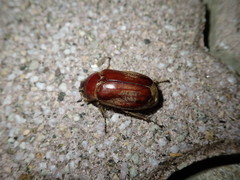 Scarabaeidae