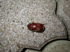 Scarabaeidae