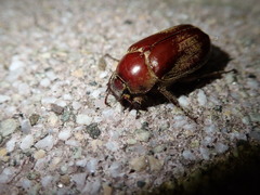 Scarabaeidae