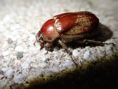 Scarabaeidae