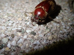 Scarabaeidae