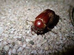 Scarabaeidae