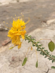 Cleomella platycarpa