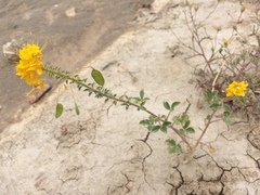 Cleomella platycarpa