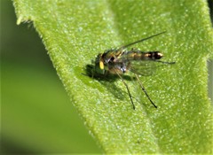 Condylostylus flavipes