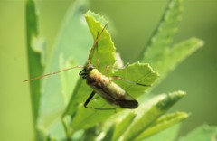Adelphocoris