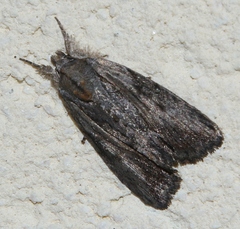 Bryophilinae