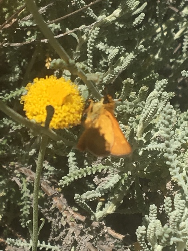 iNaturalist observation photo of Rural Skipper