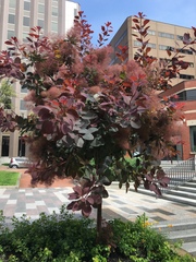 Cotinus