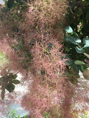 Cotinus
