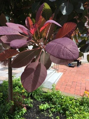 Cotinus