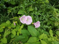 Calystegia × pulchra