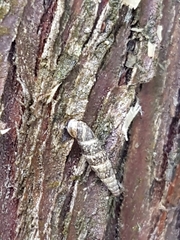 Clausilia
