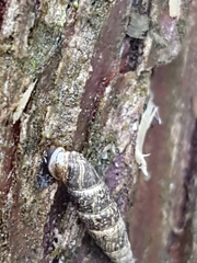 Clausilia