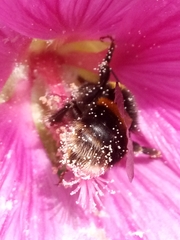 Bombus