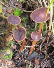 Gymnopus fuscopurpureus