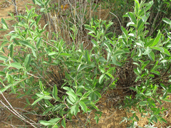 Ozoroa