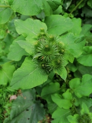 Arctium lappa