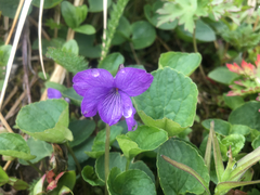 Viola langsdorffii