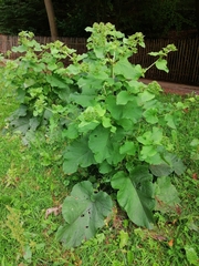 Arctium lappa