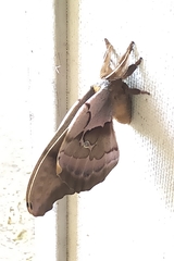 Antheraea polyphemus