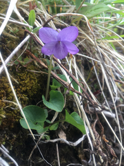 Viola langsdorffii