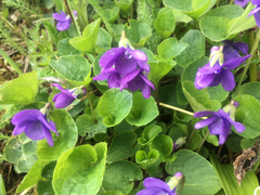 Viola langsdorffii