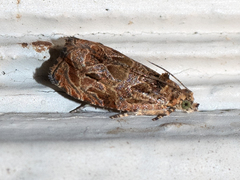 Olethreutes permundana