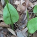 Southern Adder's-Tongue - Photo (c) John Ratzlaff, some rights reserved (CC BY-NC-ND), uploaded by John Ratzlaff