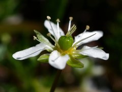Moehringia ciliata