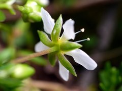 Moehringia ciliata