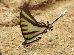 Protographium epidaus tepicus