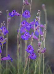 Penstemon dasyphyllus