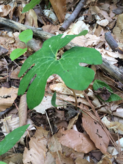 Sanguinaria canadensis