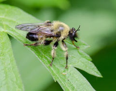 Laphria sacrator
