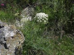Angelica archangelica