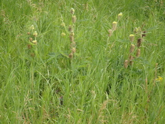 Astragalus alopecurus