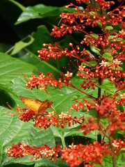 Vindula dejone erotella