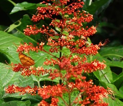 Vindula dejone erotella