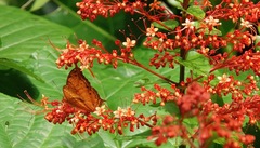 Vindula dejone erotella