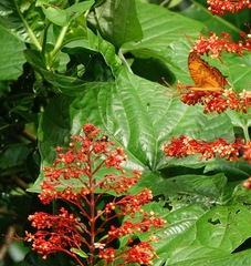 Vindula dejone erotella